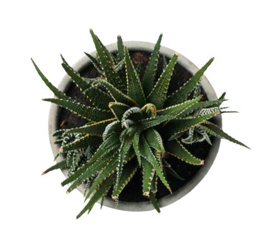 Succulent